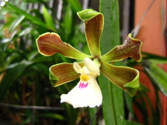 encyclia-cordigera-orquidea-especies